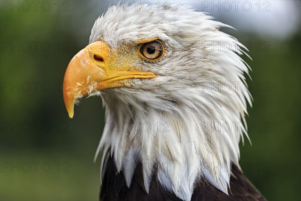 Bald eagle