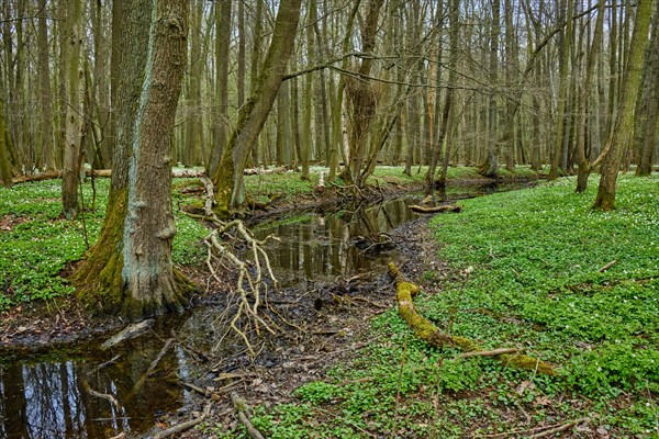 The Lasker Auenwald nature reserve in the Sorbian settlement area in spring