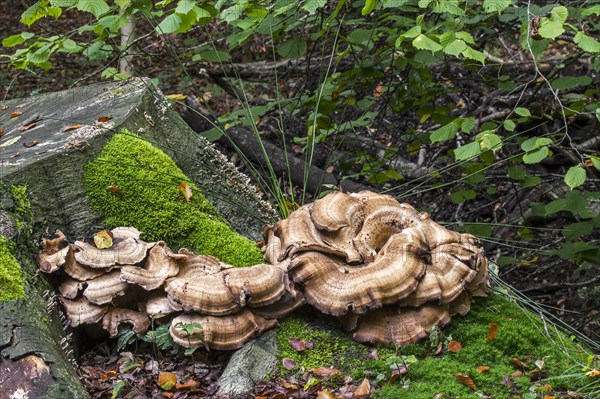 Giant polypore