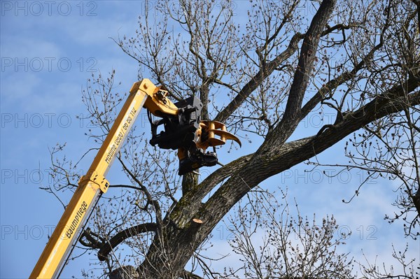 Tree felling with a felling crane in Vellmar