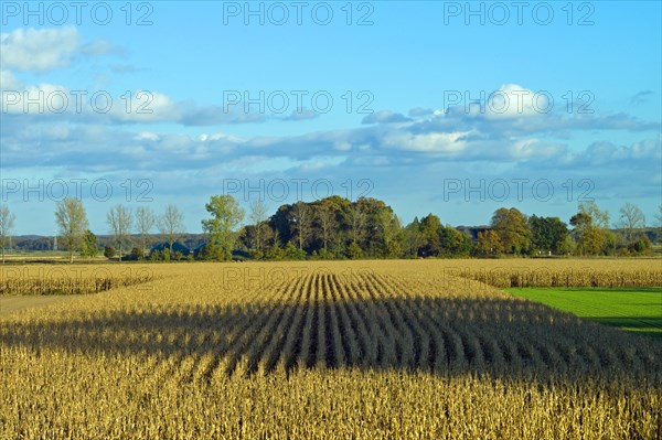 Autumn atmosphere in the dyke foreland