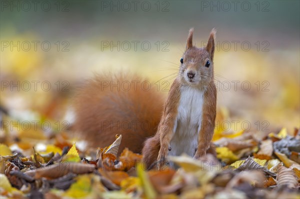 Eurasian red squirrels