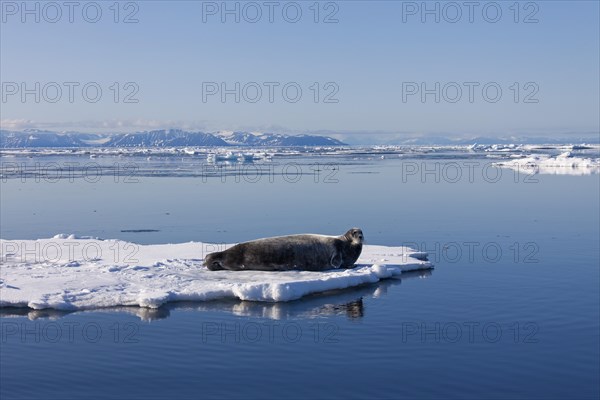 Bearded seal