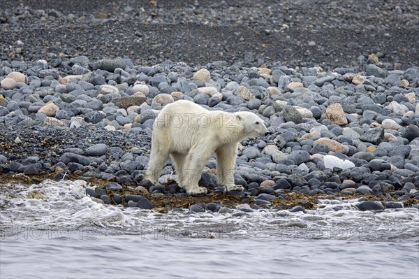 Lone skinny and emaciated polar bear