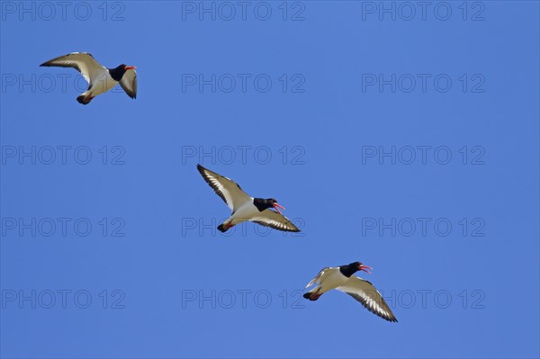 Flock of Common Pied Oystercatchers