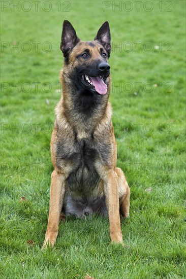 Belgian Shepherd Dog