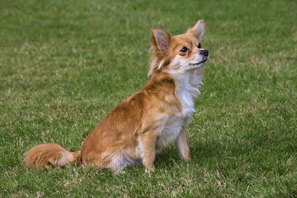 Papillon dog