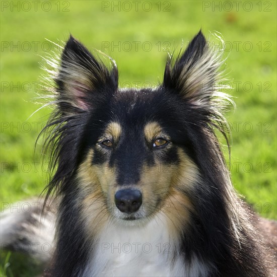 Shetland Sheepdog