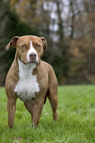 American Staffordshire Terrier in garden