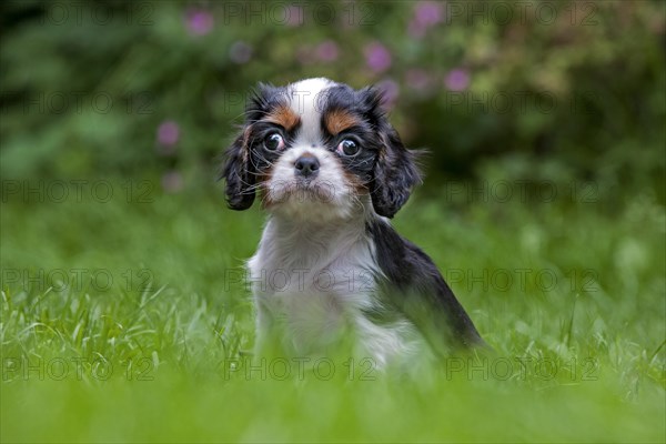 Cavalier King Charles Spaniel pup sitting in garden