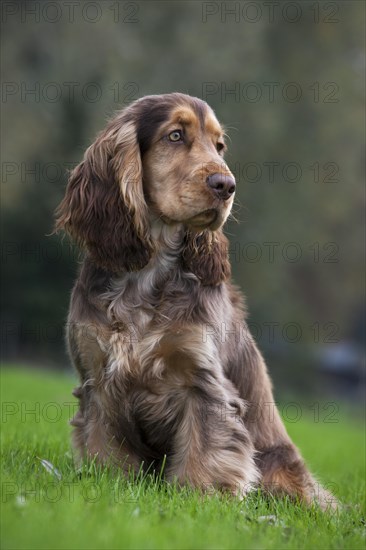 English Cocker Spaniel in garden