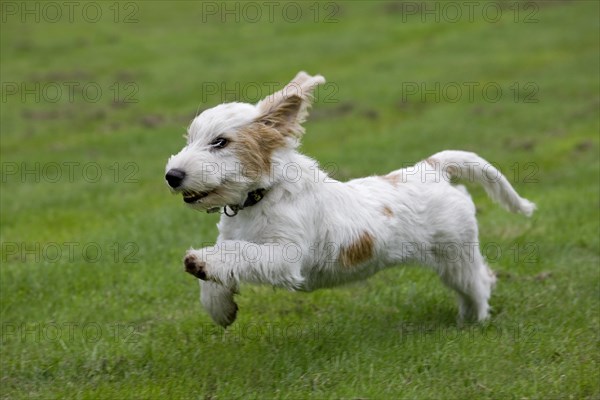 Basset griffon vendeen