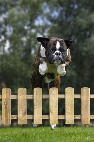 Boxer dog