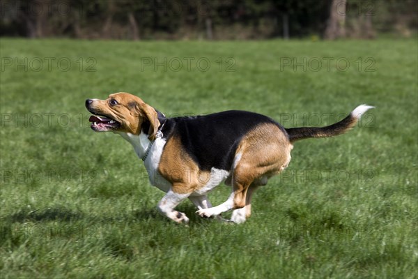 Beagle