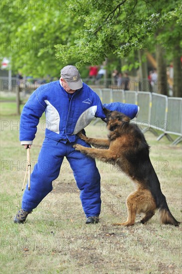 Training of military attack dog of the Belgian army at Leopoldsburg