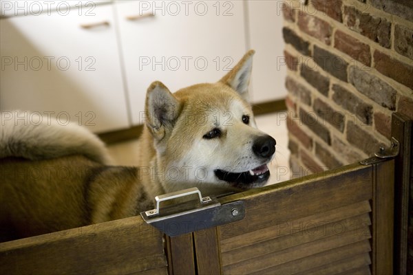 Curious Japanese Akita Inu