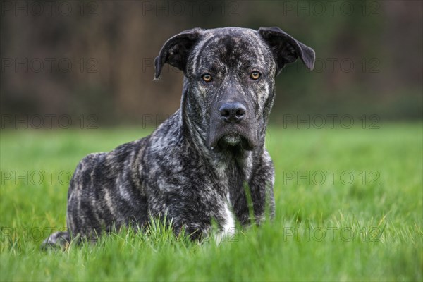 Close up portrait of cane corso italiano