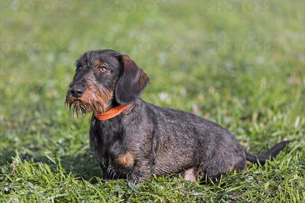 Wire-haired dachshund