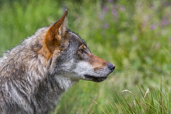 Close-up of European gray wolf