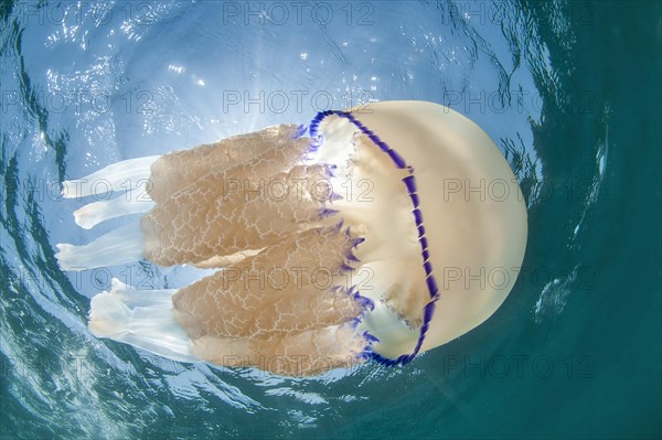 Dustbin-lid jellyfish