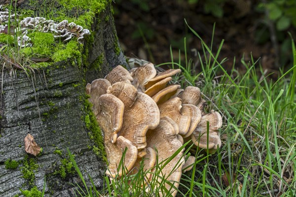 Giant polypore