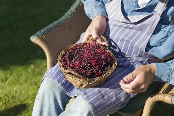 Farmer with a basket of elderberries