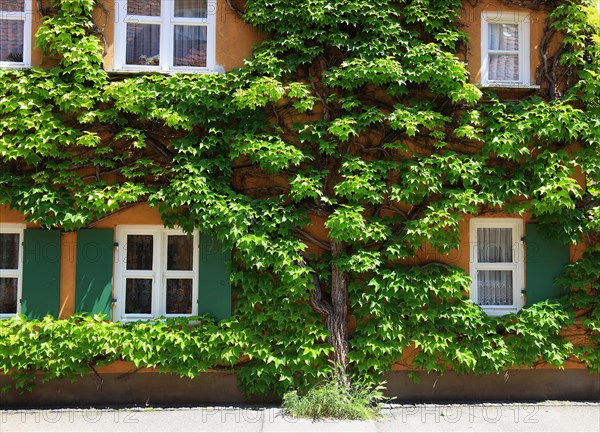 House facade with tree in front