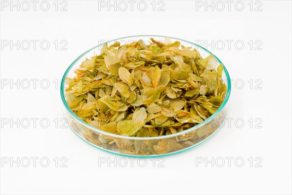 Hop blossom tea