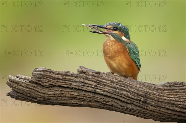 Common kingfisher