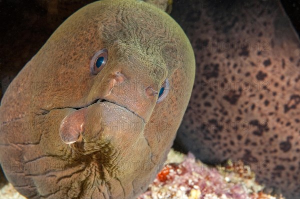 Moray giant moray