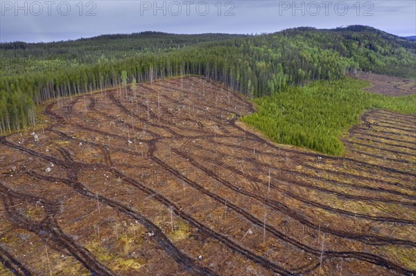Aerial view over Swedish clearcut area