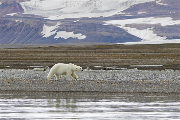 Polar bear