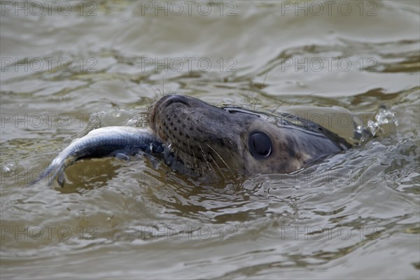 Juvenile