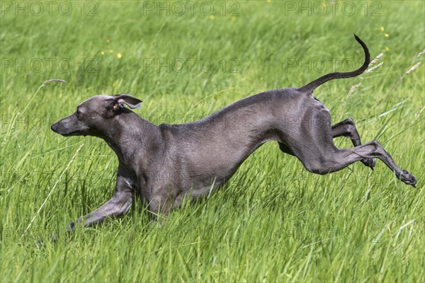 Italian Greyhound