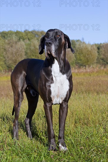 Great Dane