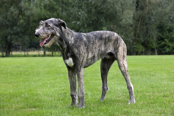 Irish wolfhound