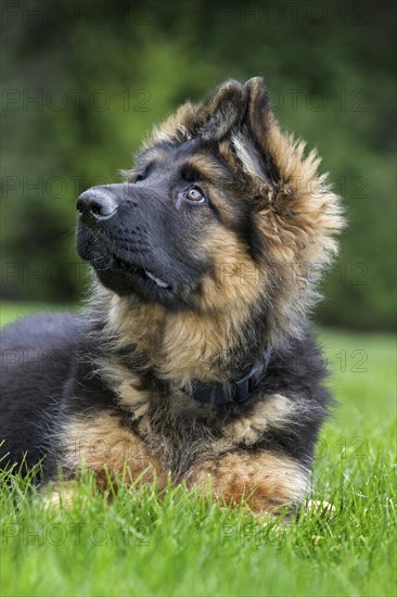 German shepherd dog