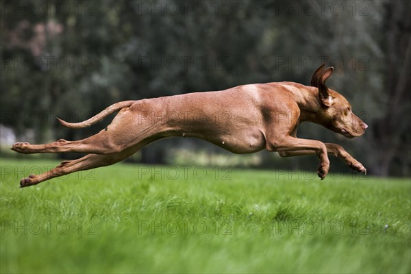 Vizsla hunting dog