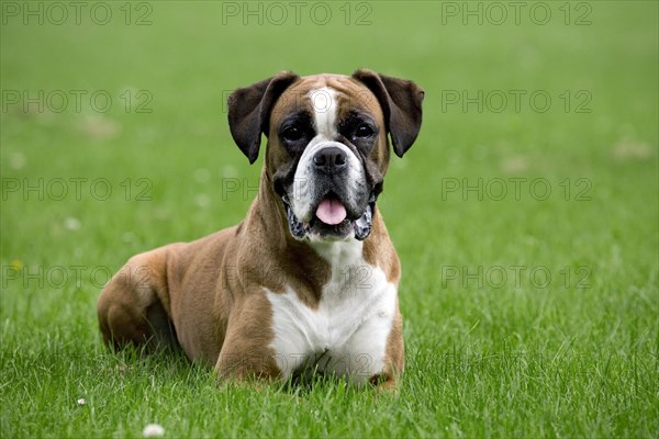 Close up of Boxer dog