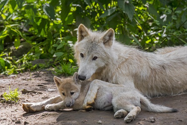 Hudson Bay wolves