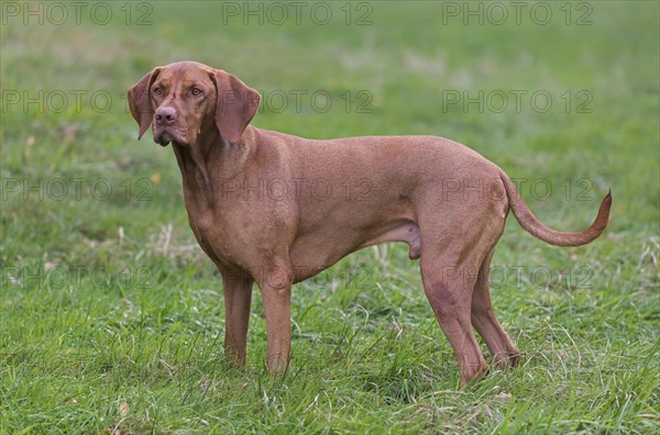 Hungarian Vizsla