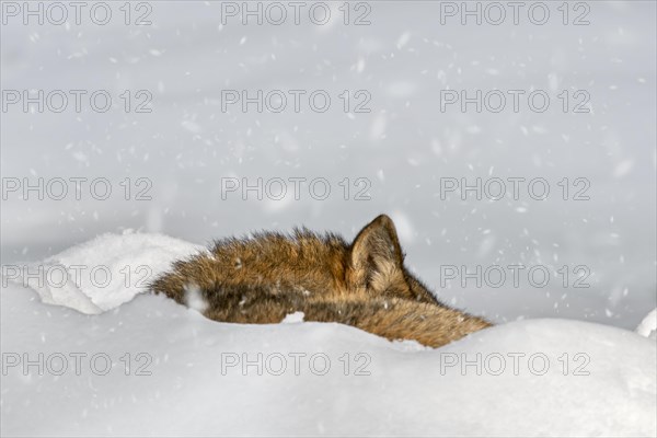 Close up of gray wolf