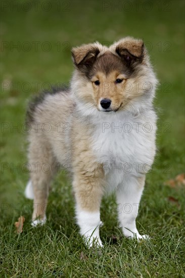 Shetland Sheepdog