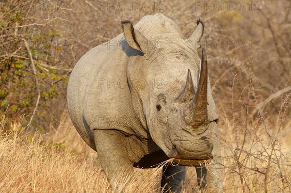 White rhinoceros