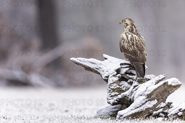 Common steppe buzzard