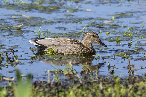 Gadwall