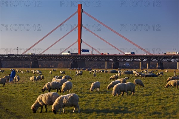 Sheep on the Rhine meadows with Beeckerwerth motorway bridge of the A 42