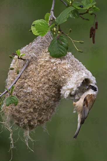 European Penduline Tit