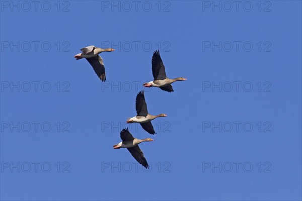 Greylag Geese