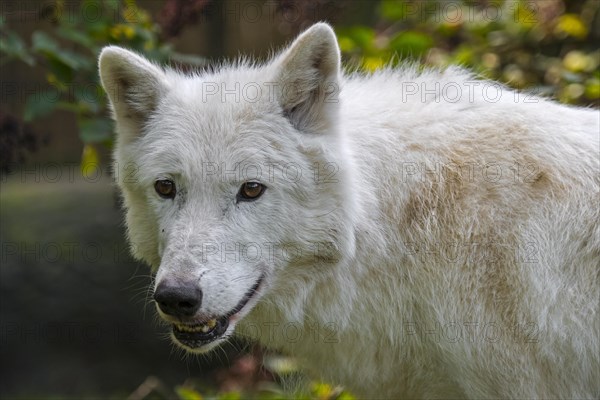 Hudson Bay wolf